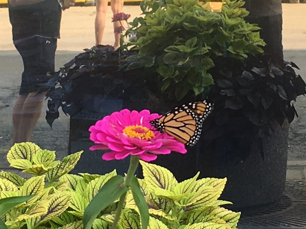 butterfly